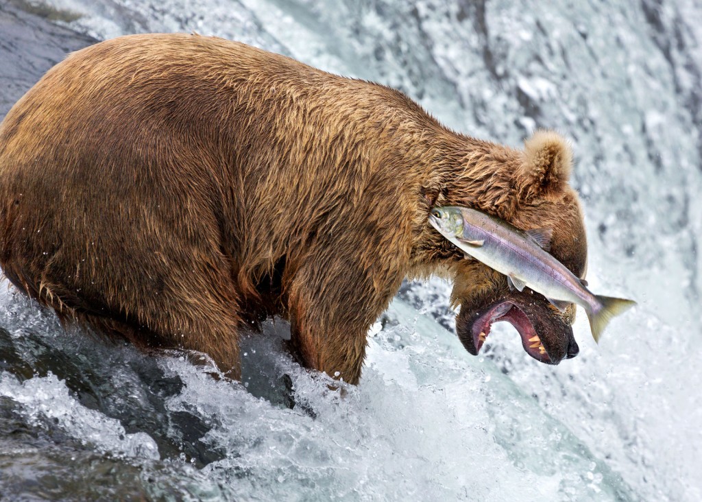 ‘Urs Grizzly dă greș’ © Rob Kroenert